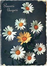 postcard  greetings - posted Italy - Sinceri Auguri - Sincere Greetings, daisies picture