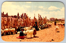 c1960s Navajo Sheep Herd Girls Tending Goats Vintage Postcard picture