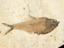 50 Million Year Old Diplomystus FISH Fossil With Stand From Wyoming 271gr picture