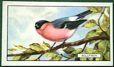 BULLFINCH  Vintage 1937 Illustrated Card  BD24M picture