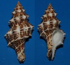 Seashell Latirus belcheri FASCIOLARIA SNAIL 81.2mm F+++/GEM Superb Marine Specie picture