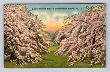 Shenandoah Valley VA-Virginia, Scenic View Apple Blossom Vintage Postcard picture