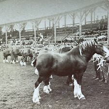 Antique 1905 Clydesdale Horses At Horse Show Stereoview Photo Card V3597 picture