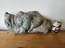 Stunning Large Lytoceras Fossil Ammonite and Belemnite bed from Germany Matrix picture