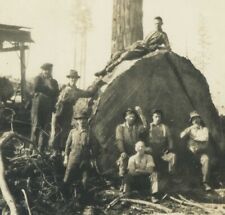 A FALLEN MONARCH WESTERN WASH Huge Log Logger RPPC postcard A1 picture