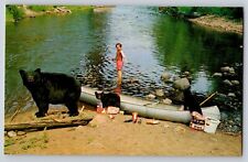 Postcard Yipes Visitor Black Bears Cubs and Woman Lake  picture