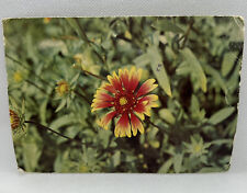 Vibrant Floral Postcard Stamped Used 1982 Sierra Leone West Africa New York picture
