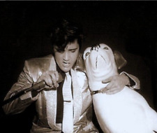 original nipper RCA dog used as a prop during Elvis early concerts  picture