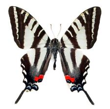 Eurytides marcellus ONE REAL BUTTERFLY RED ZEBRA SWALLOWTAIL USA picture