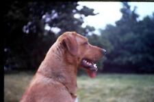 35mm Colour Slide- Happy Dog  Labrador   England 1970 picture