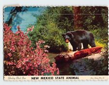 Postcard Yearling Black Bear New Mexico State Animal New Mexico USA picture