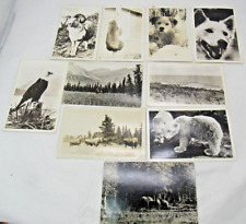 Vintage ALASKA POSTCARD LOT RPPC Black & White Photos Alaskan Wildlife Bear etc picture