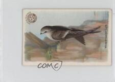 1922 Arm & Hammer Useful Birds of America Series 3 White-throated Swift #27 1m8 picture