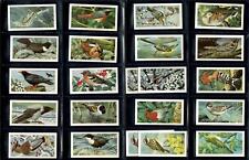 BROOKE BOND Tea Cards Wild Birds in Britain 48/50 + 2 Duplicates EXCELLENT Cond picture