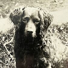 Antique RPPC Real Postcard Adorable Little Curly Haired Dog Terrier Sad Note picture