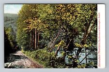 Adirondack Mountains NY-New York, Birches At Wilmington Notch Vintage Postcard picture