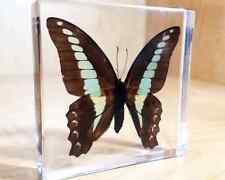 Blue Bottle Butterfly in Resin, Oddities, Graphium Sarpedon Linnaeus picture