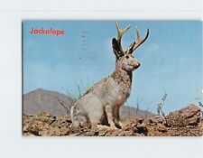 Postcard Wild Jackalope picture