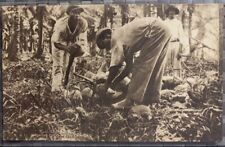 Trinidad Husking Coconuts Postcard - B11 Sepia - Raphael Tuck & Sons 1924 picture