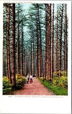 Cathedral Woods Intervale White Mountains NH New Hampshire Antique Postcard UDB picture