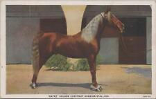 Postcard Horse Antez Golden Chestnut Arabian Stallion  picture
