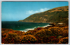 c1960s Wildflowers Big Sur California State Highway One Vintage Postcard picture