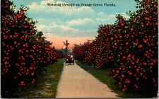Postcard FL Tampa Motoring Through An Orange Grove picture
