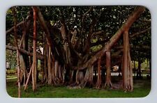 Honolulu HI- Hawaii, Banyan Tree, Antique, Vintage Souvenir Postcard picture