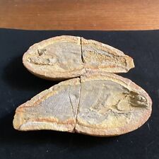 Madagascar Fish Fossil -  Mesozoic Era picture