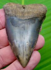 GREAT WHITE Shark Tooth - XL 2.60 inches  - NATURAL w/ NO REPAIRS OR RESTORATION picture