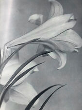 Lovely still life of lilies 1936 by John Vanderpant 1884-1939 picture