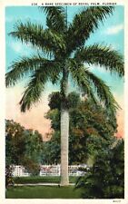 A Rare Specimen of Royal Palm, Florida, FL, White Border Vintage Postcard e6588 picture