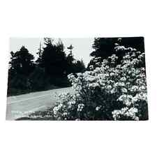 Postcard RPPC Azalea on the Redwood Highway California Vintage B391 picture