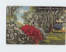 Postcard Azaleas and Live Oak Trees, Florida picture
