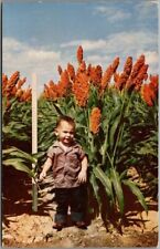 1950s Ag. Advertising Postcard Asgrow Seed. Co. 