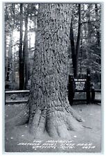 c1950's Monarch White Pine State Park Grayling Michigan MI RPPC Photo Postcard picture
