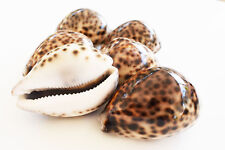 6 Large Tiger Cowrie Shell (Cypraea Tigris) 3