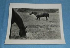 1989 Press Photo Stallion Roams West Dade Ranch & Calls Horses For Company FL picture