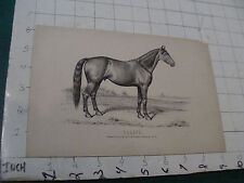 vintage early print on thin paper: the HORES --TARIFF - A R & J S Coates GOSHEN  picture