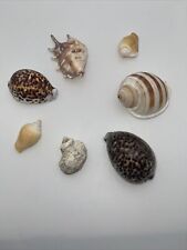 Large Lot 50 Seashells, Starfish,Volute, Tonna, Strombus, Lambis, Fox, Tigris picture