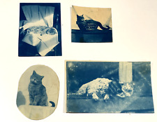 CATS DOGS CYANOTYPE PHOTOS ANTIQUE PETS picture