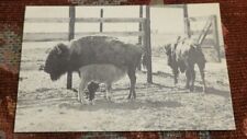 Vintage Calf Nursing Afton OK Postcard Oklahoma 