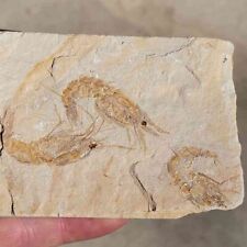 Fossil Lebanese Shrimp Cretaceous Dinosaur Age on Matrix picture