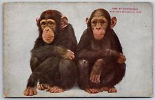 Animals~New York~Chimpanzees On Plain Background~Zoological Park Vtg Postcard picture