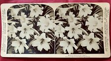1901 Underwood & Underwood Lillies Without Stereoscopic Effect Stereoview picture