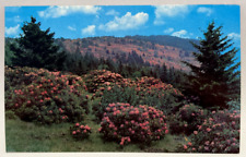 Rhododendron, Roan Mountain, North Carolina NC Vintage Postcard picture