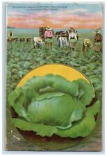 1910 Growing Buckbee's Christmas King Cabbage On Rockford Seed Farms IL Postcard picture