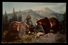 Vintage Grizzly Bears in the Mountains  Family Of 3 Foraging For Food Postcard picture