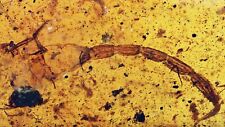 Rare Scorpion, Fossil Inclusion in Burmese Amber picture