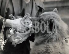 Vintage Press Photo Milano, 1960, Blessing of The Animals, print picture